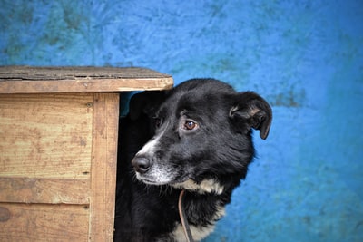 黑白边境牧羊犬